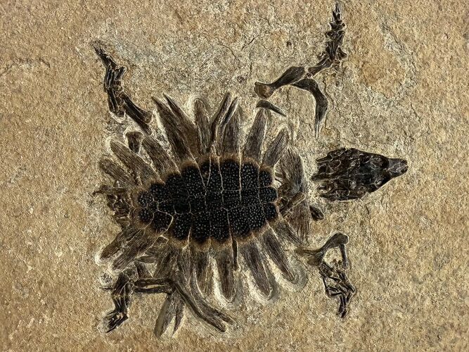 Extraordinary Fossil Baby Turtle (Axestemys) - Green River Formation #380899